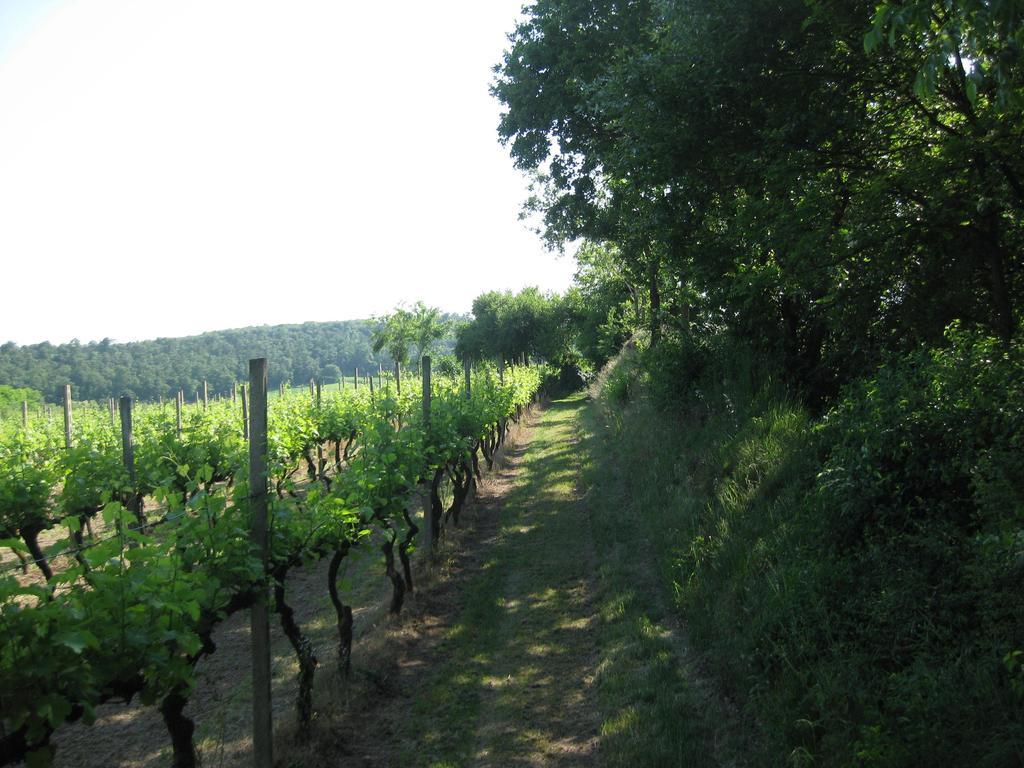 Agriturismo Campagnoletto Cavriana Oda fotoğraf