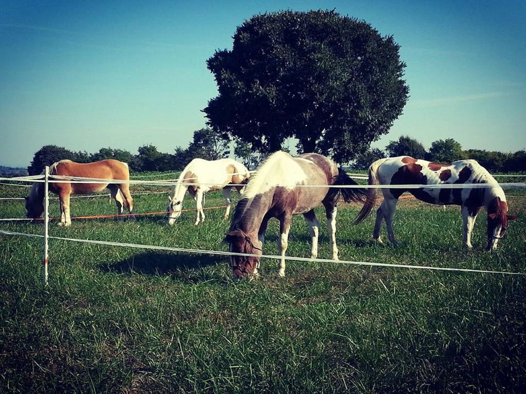 Agriturismo Campagnoletto Cavriana Dış mekan fotoğraf